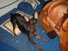 Zwergpinscher Foto: Lucky (ID 16174) Zwergpinscher Hund