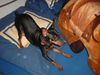 Zwergpinscher Foto: Lucky (ID 16175) Zwergpinscher Hund