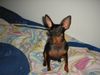 Zwergpinscher Foto: Lucky (ID 16176) Zwergpinscher Hund