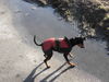 Zwergpinscher Foto: Emma, intern. erfolgreiche Hündin! (ID 30104) Zwergpinscher Hund