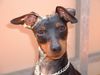 Zwergpinscher Foto: Ares (ID 13566) Zwergpinscher Hund