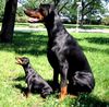 Zwergpinscher Foto: Minipin Afrodithe Golden World and dobermann Arnold Halit Paša - certifikat of canisterapie (ID 1340) Zwergpinscher Hund