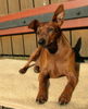 Zwergpinscher Foto: Traumquille (ID 35384) Zwergpinscher Hund