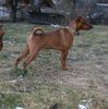 Zwergpinscher Foto: Milano vom Camp Achensee (ID 36517) Zwergpinscher Hund