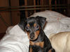 Zwergpinscher Foto: Bella (ID 33391) Zwergpinscher Hund