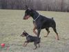 Zwergpinscher Foto: Gucci der Zwergpinscher und sein Freund Murphy (ID 8131) Zwergpinscher Hund