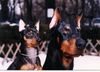 Zwergpinscher Foto: Murphy und Kamilla (ID 5452) Zwergpinscher Hund