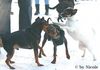 Zwergpinscher Foto: Nico, Snoopy und Jana (ID 28646) Zwergpinscher Hund