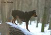 Zwergpinscher Foto: Nico - Prater 15.01.06 (ID 28647) Zwergpinscher Hund