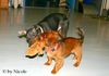 Zwergpinscher Foto: Gib her (ID 29170) Zwergpinscher Hund