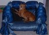 Zwergpinscher Foto: Mein alter Knabe mit 14 Jahren (ID 3023) Zwergpinscher Hund