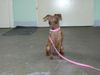 Zwergpinscher Foto: zuckersüße phoebe!! (ID 20489) Zwergpinscher Hund