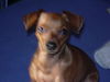Zwergpinscher Foto: meine kleine maus (ID 34286) Zwergpinscher Hund