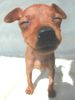 Zwergpinscher Foto (ID 19580) Zwergpinscher Hund