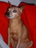 Zwergpinscher Foto: In Loving Memory (ID 17147) Zwergpinscher Hund