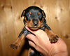Zwergpinscher Foto: Qe-Sera vom Camp Achensee (ID 34985) Zwergpinscher Hund