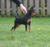 Zwergpinscher Foto: Quintin vom Camp Achensee (ID 36513) Zwergpinscher Hund