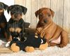 Zwergpinscher Foto: S-Wurf vom Camp Achensee (ID 36514) Zwergpinscher Hund