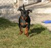 Zwergpinscher Foto: Rubin vom Camp Achensee ca. 3 Monate (ID 36518) Zwergpinscher Hund