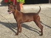 Zwergpinscher Foto: Ruby Gräfin von Burg-Wildenstein Bundesjugendsiegerin 2009 (ID 45080) Zwergpinscher Hund