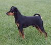 Zwergpinscher Foto: Rusty von der Porta (ID 30524) Zwergpinscher Hund