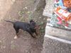 Zwergpinscher Foto: Das muss der Hundehimmel sein ;) (ID 22650) Zwergpinscher Hund
