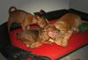 Zwergpinscher Foto: Schmusi mit dem Großen (ID 16567) Zwergpinscher Hund