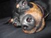 Zwergpinscher Foto: Lucky (ID 21866) Zwergpinscher Hund