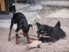 Zwergpinscher Foto: He, das ist mein Stocki (ID 22651) Zwergpinscher Hund