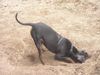 Zwergpinscher Foto: Da muss die Maus doch irgendwo sein ! (ID 22652) Zwergpinscher Hund