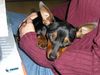 Zwergpinscher Foto: siri 9 monate alt (ID 20087) Zwergpinscher Hund