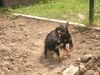 Zwergpinscher Foto: Niki und Snoopy beim Spielen (ID 22649) Zwergpinscher Hund