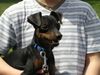 Zwergpinscher Foto: Das bin ich - Snoopy aus Wien (jetzt 11 Monate) (ID 21494) Zwergpinscher Hund