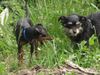 Zwergpinscher Foto: Gras schmeckt gut - naja, wie du meinst (ID 21493) Zwergpinscher Hund