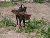 Zwergpinscher Foto: da schaut her was ich da habe (ID 21492) Zwergpinscher Hund