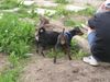 Zwergpinscher Foto: was hast du denn da gutes ? (ID 21491) Zwergpinscher Hund