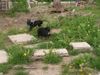Zwergpinscher Foto: das nennt man - Home Agility (ID 21490) Zwergpinscher Hund