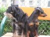 Zwergpinscher Foto: wir haben uns gar nicht lieb ! (ID 21488) Zwergpinscher Hund