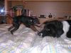 Zwergpinscher Foto: Snoopy - das kleine Monster (ID 21487) Zwergpinscher Hund