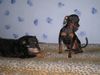 Zwergpinscher Foto: huch ;) (ID 21489) Zwergpinscher Hund
