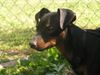 Zwergpinscher Foto: - Snoopy - (ID 22654) Zwergpinscher Hund