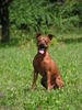 Zwergpinscher Hund