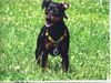 Zwergpinscher Foto: Tommy vom alten Zoll (ID 15783) Zwergpinscher Hund
