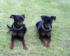 Zwergpinscher Foto: Unsere 2 Rehpinscher vom Aichelberg, Lilli & Floh (ID 2860) Zwergpinscher Hund