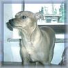 Zwergpinscher Foto: Pepe (ID 10888) Zwergpinscher Hund