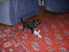 Zwergpinscher Foto: Sindy aus Villach (ID 6511) Zwergpinscher Hund