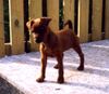 Zwergpinscher Foto: cleo von burg-wildenstein (ID 10269) Zwergpinscher Hund
