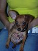 Zwergpinscher Foto: mein liebst schatz der welt (ID 15279) Zwergpinscher Hund