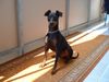 Zwergpinscher Foto: Ares von Mehrhof (ID 13389) Zwergpinscher Hund