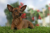 Zwergpinscher Foto: Tristan, Deckrüde (ID 31952) Zwergpinscher Hund